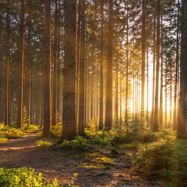 Silent Forest in spring with beautiful bright sun rays - wanderlust